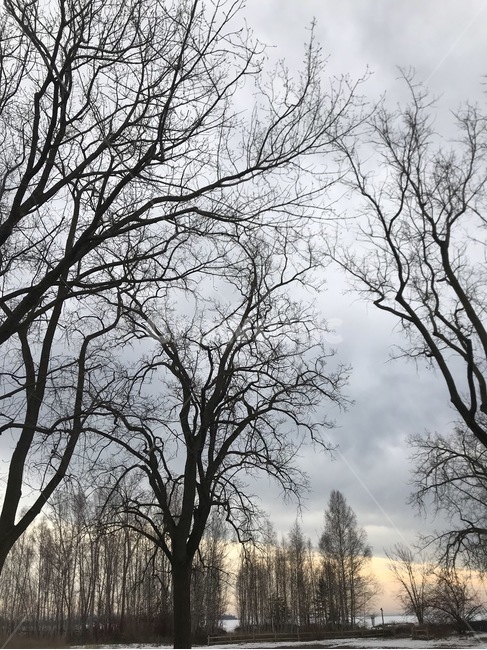 토론토아일랜드,토론토노을,선셋,겨울선셋,겨울노을,겨울,계절,winter,season,자연,풍경,nature,landscape,tree,나무,plant,식물,tree trunk,나무 줄기