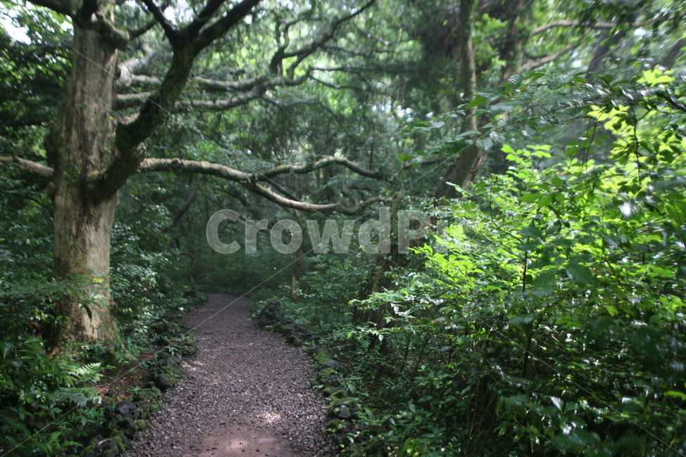 제주도,비자림,숲,나무,여름,dirtroad,흙길,gravel,자갈,road,도로,자연,풍경,nature,landscape