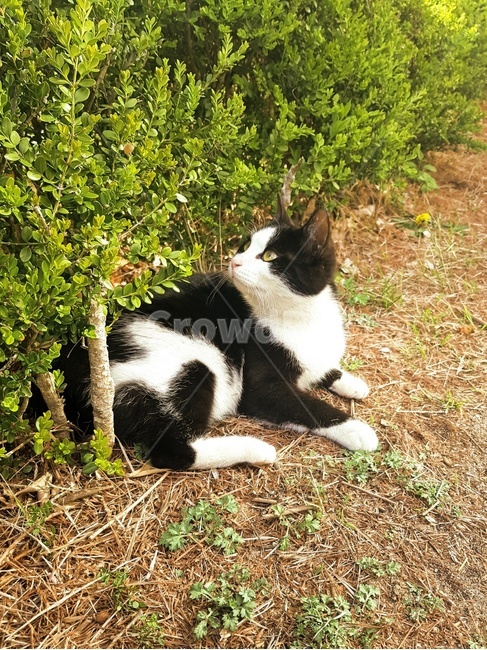 동물,고양이,길고양이,풀숲,턱시도냥