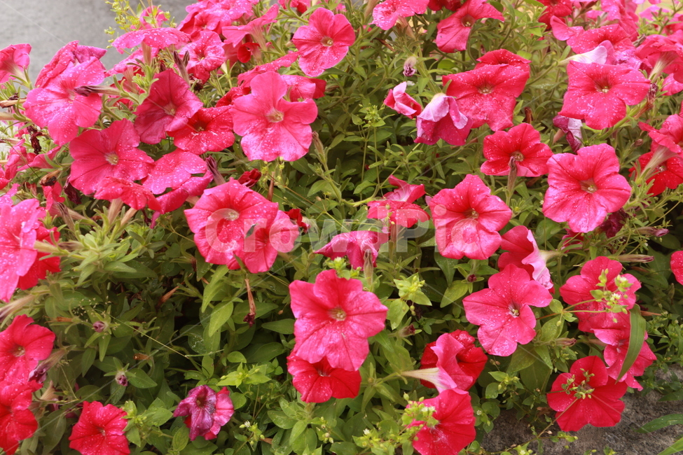 분홍색,pink,꽃,꽃배경,봄,spring