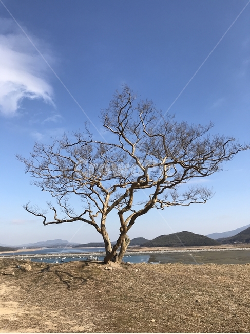 겨울나무,외로운나무,나무,겨울,앙상한가지,plant,tree,식물