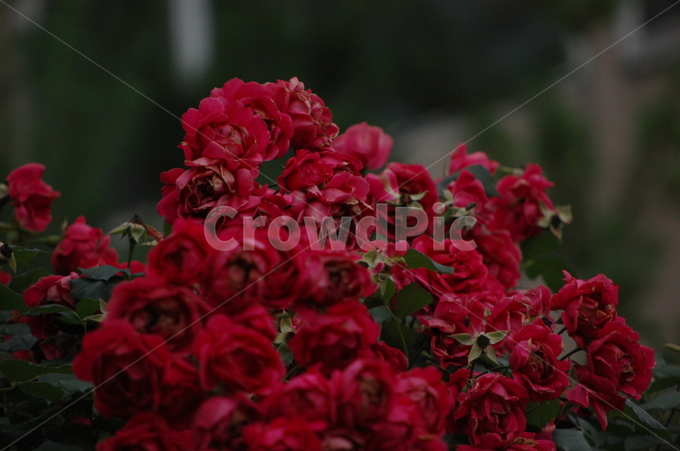 장미,장미덤불,장미꽃,빨간꽃,여름꽃,식물,자연,plants,nature,꽃,flower