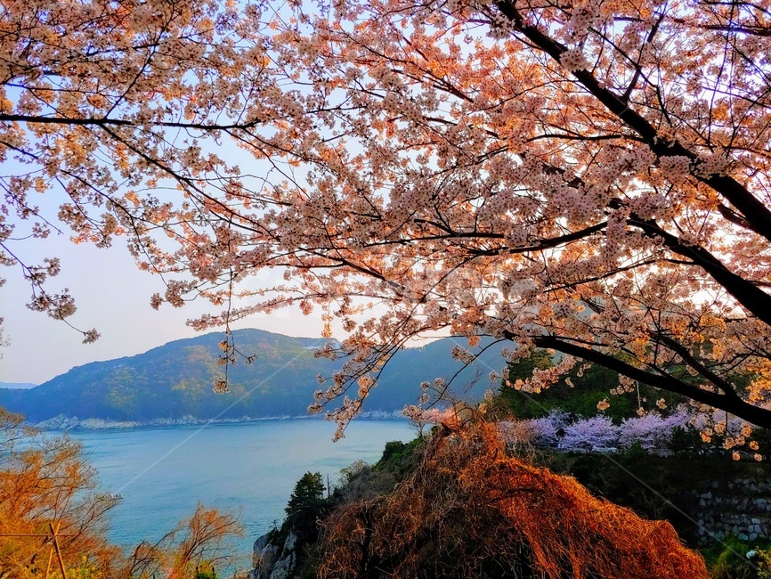 벚꽃,거제도,장승포,바다,풍경,배경,가을,계절,fall,autumn,season,plant,식물