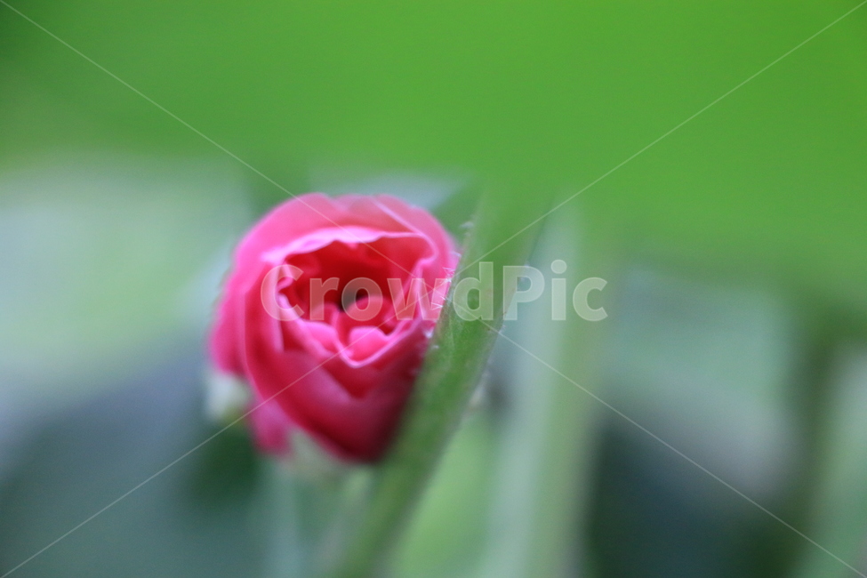 자연,풍경,초록,분홍색,꽃망울,수줍음,꽃,flower