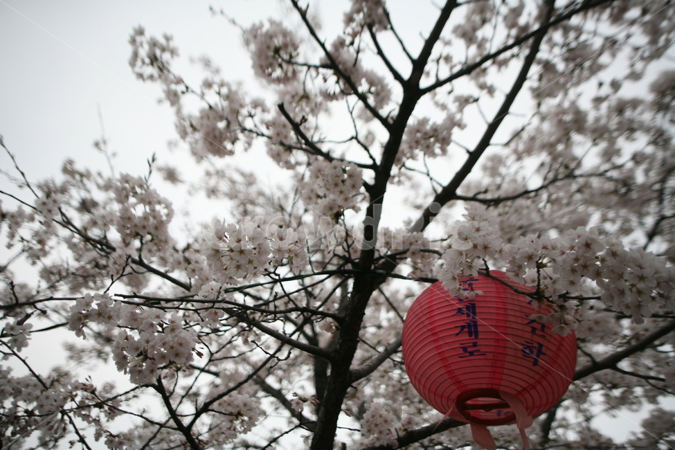 벚꽃,꽃잎,나무,봄,꽃,plant,식물,하늘,식물,자연,plants,nature,꽃,flower