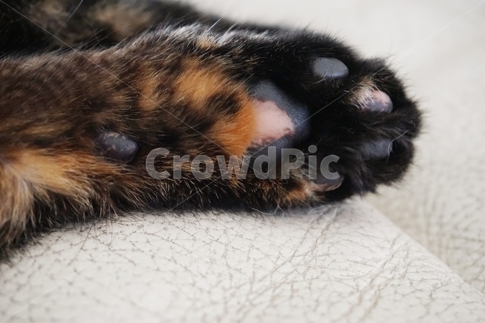 동물,고양이,냐옹이,코숏,발바닥,코리안숏헤어,동물,animal,포유류,mammal,고양이,cat,kitten,kitty