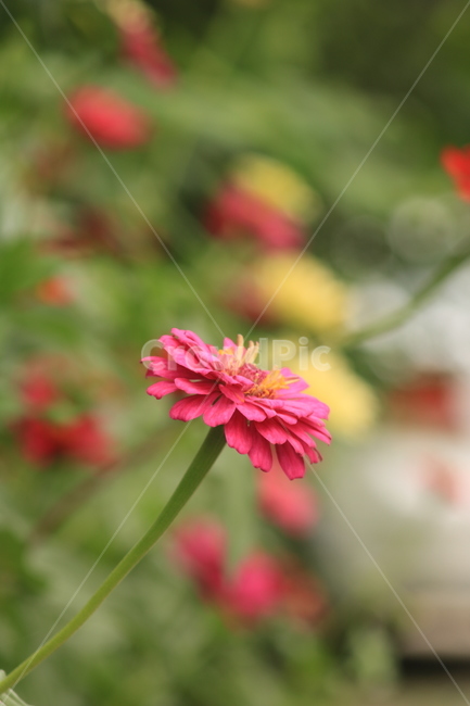 백일홍,flower,꽃,plant,식물,한송이,빨강꽃,개화,식물,자연,plants,nature,꽃,flower