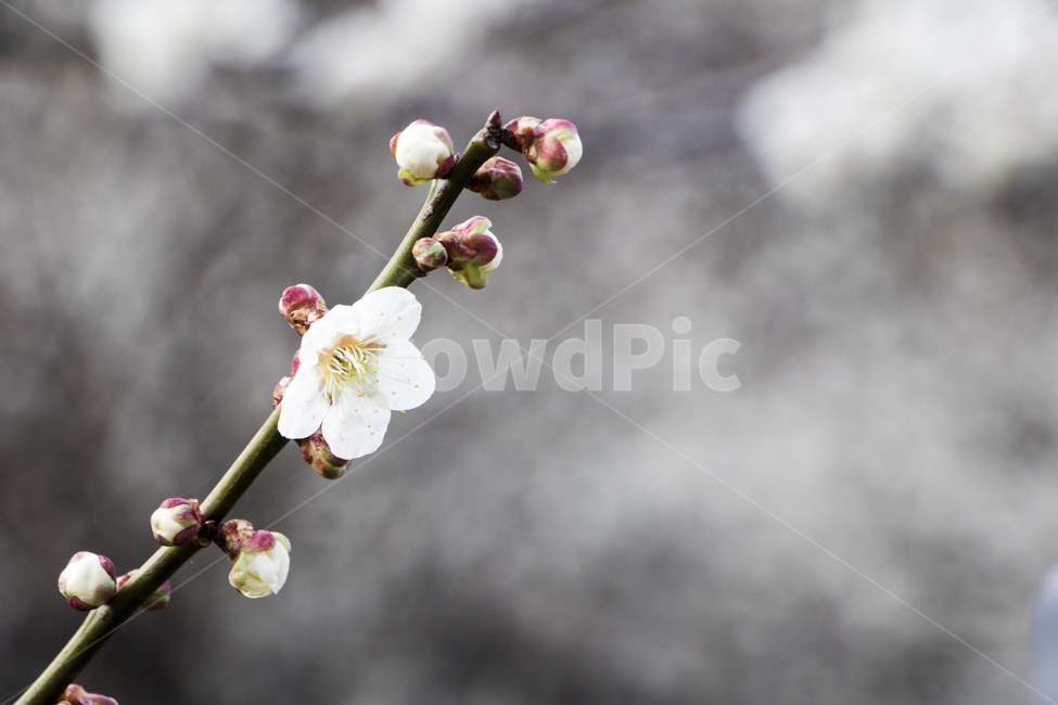 매화,매화나무,꽃,봄꽃,흰꽃,봄,계절,spring,season,plant,식물