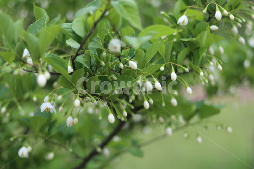 때죽나무꽃,흰색,꽃봉오리,봄,낮,봄,계절,spring,season,식물,자연,plants,nature,꽃,flower,plant,fruit,과일,food,음식