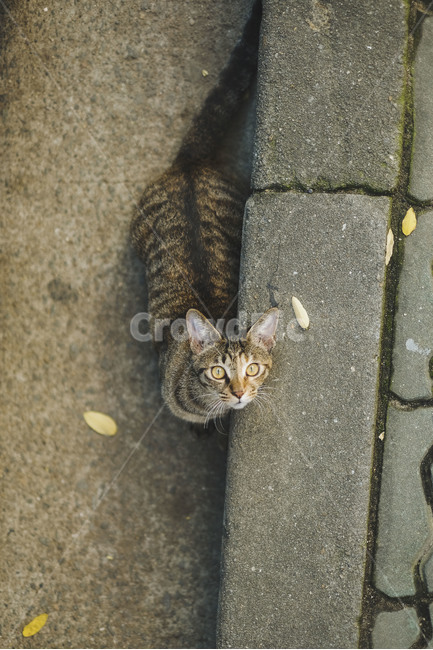 고양이,길고양이,캣맘,길냥이,야옹이,동물,animal,포유류,mammal,고양이,cat,kitten,kitty