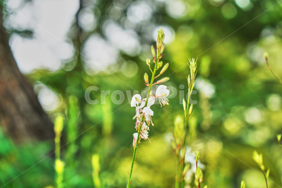 꽃,여름,식물,자연,공원,식물,자연,plants,nature,꽃,flower