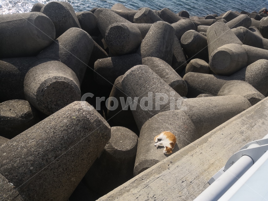 고양이,동물,방파제,휴식,바다,캣,cat,일광욕,여행,길고양이,동물,animal,포유류,mammal,고양이,cat,kitten,kitty