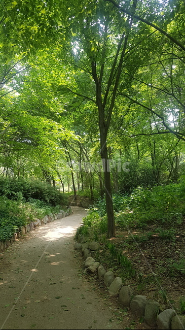 수목원,자연,힐링,치유,감성,산책,나무,대구수목원,초록잎,초록,여름,숲,숲길,차분한,차분,walk,healing,arboretum,forest,tree