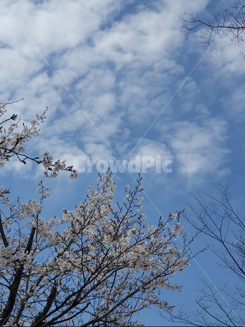 벚꽃,나무,꽃,봄,하늘,구름,자연,풍경,nature,landscape,outdoors,옥외,azure sky,푸른 하늘,sky