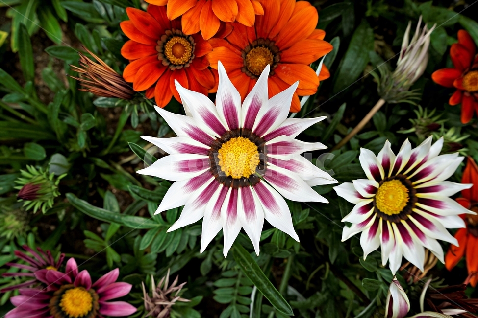꽃,봄,자연,식물,flower,plant,floral,garden,가자니아,국화과,훈장국화,태양국,원예,gazania,남아프리카원산