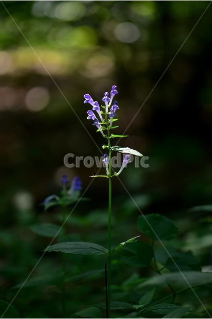 광릉골무꽃,꿀풀과,골무꽃속,야생화,봄,꽃,plant,wild,flower,자연,생태,식생,풀꽃,식물,자연,plants,nature,꽃,flower