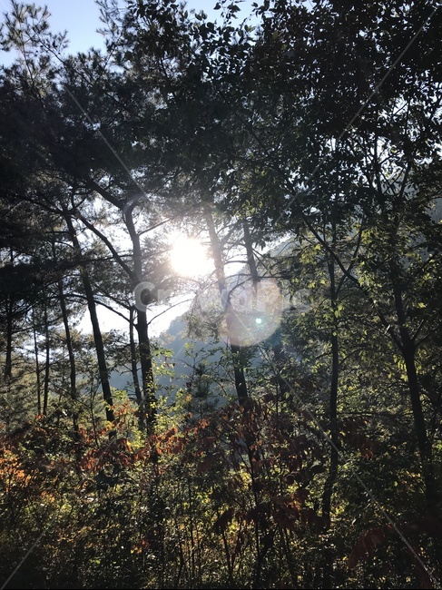 산,자연,나무,햇빛,시골,자연,풍경,nature,landscape,light,빛,flare,플레어