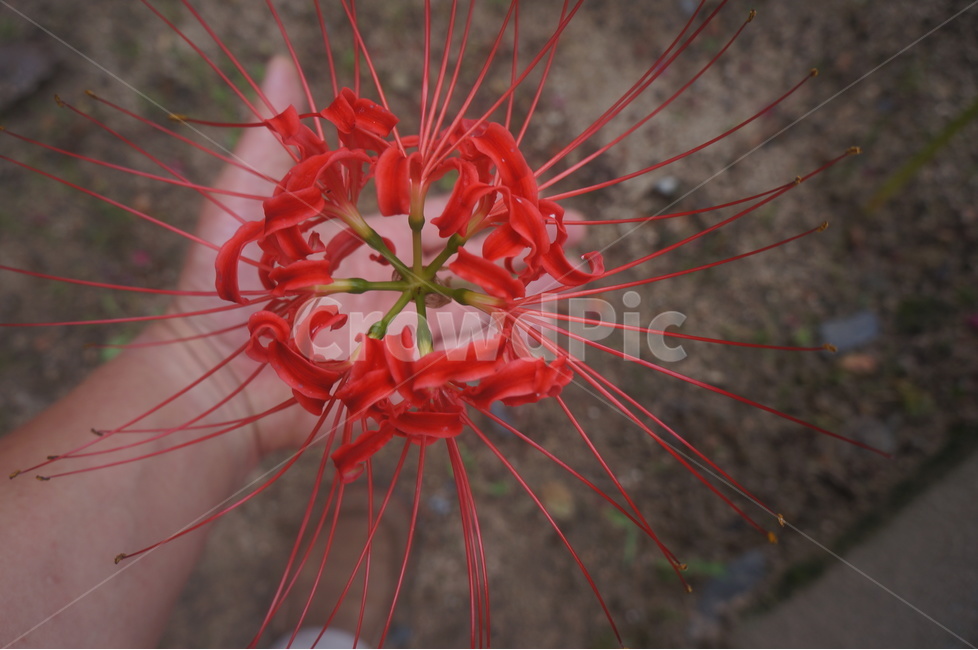 손,빨간,자비,꽃,그레빌레아,식물,자연,plants,nature,꽃,flower