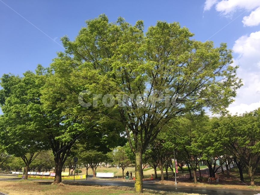 plant,식물,tree,나무,봄,풍경,나무줄기,나뭇잎