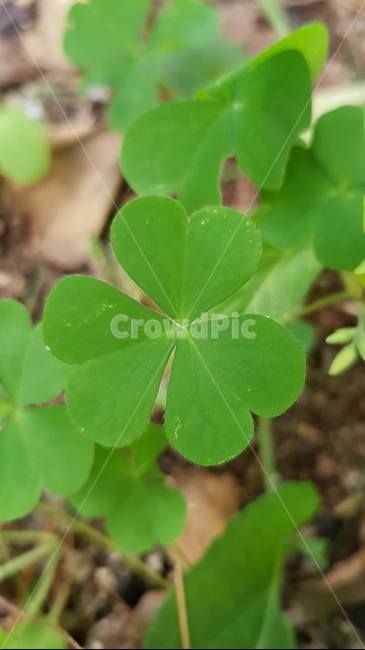 클로버,자연,들풀,행운,토끼,초록,봄,식물,잎,식물,자연,plants,nature