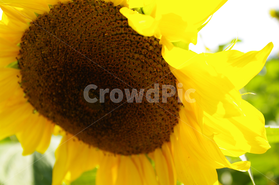 해바라기,꽃,식물,flower,plant
