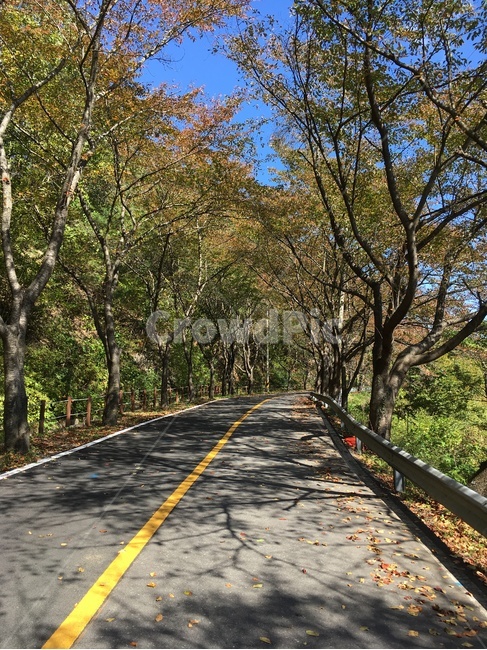 길,가을,낙엽,벚꽃나무,벚꽃,나무,풍경,보성군,산,가을,계절,fall,autumn,season,road,도로,freeway,고속 도로,highway,고속도로,asphalt,아스팔트