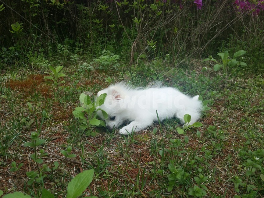 강아지,강아지산책,포메라니안,귀여운강아지,강아지꽃,동물,animal,포유류,mammal,개,강아지,dog,doggy