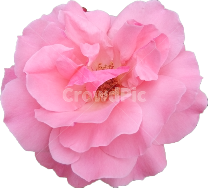 꽃,장미꽃,모란꽃,꽃한송이,붉은꽃,flower,redflower,꽃,flower,누끼,remove background
