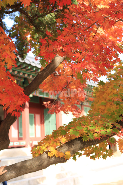 가을,단풍,덕수궁,궁,나무,fall,autumncolors,palace,tree,가을,계절,fall,autumn,season,plant,식물,leaf,잎,maple