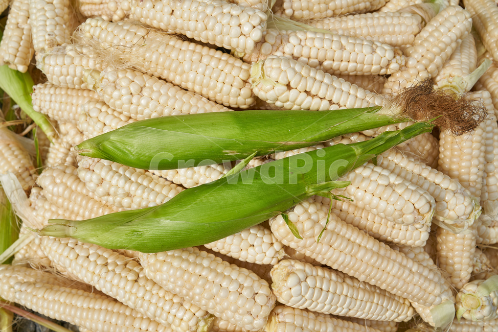 가을,옥수수,식물,곡식,농산물,음식,식재료,요리,food,cook,meal,dishes,food reserves,곡류,곡식,cereals