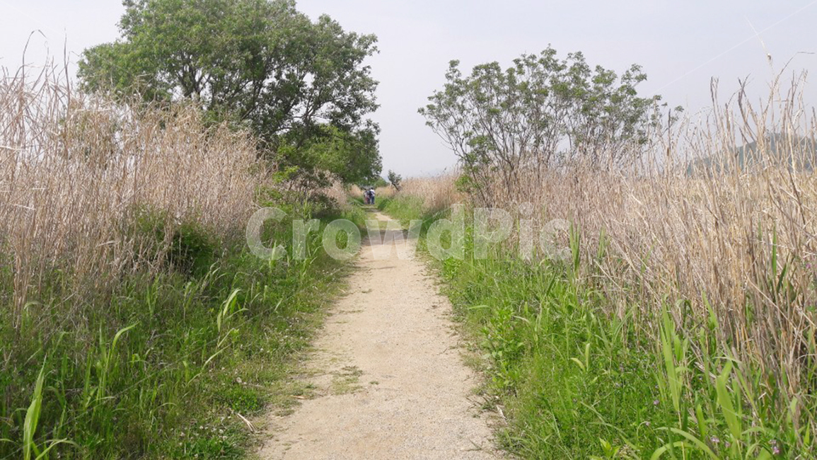 잔디,식물,plant,grass,길