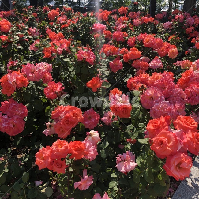 장미,rose,flowers,빨간꽃,햇빛,식물,꽃,장미공원,꽃놀이,창원,창원장미공원,빨간장미,빨간색장미,빨간색꽃