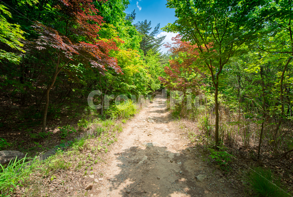 숲,산길,자연,여름,산책로,자연,풍경,nature,landscape,식물,plants,dirt road,흙길,road,도로,gravel,자갈,ground,바닥,tree,나무,plant