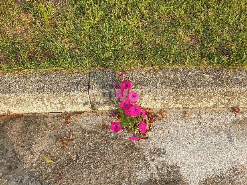 들꽃,잔디,낙엽,생명력,바닥,식물,자연,plants,nature,꽃,flower