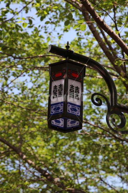 가로수,남산길,한국전통,나무,오후