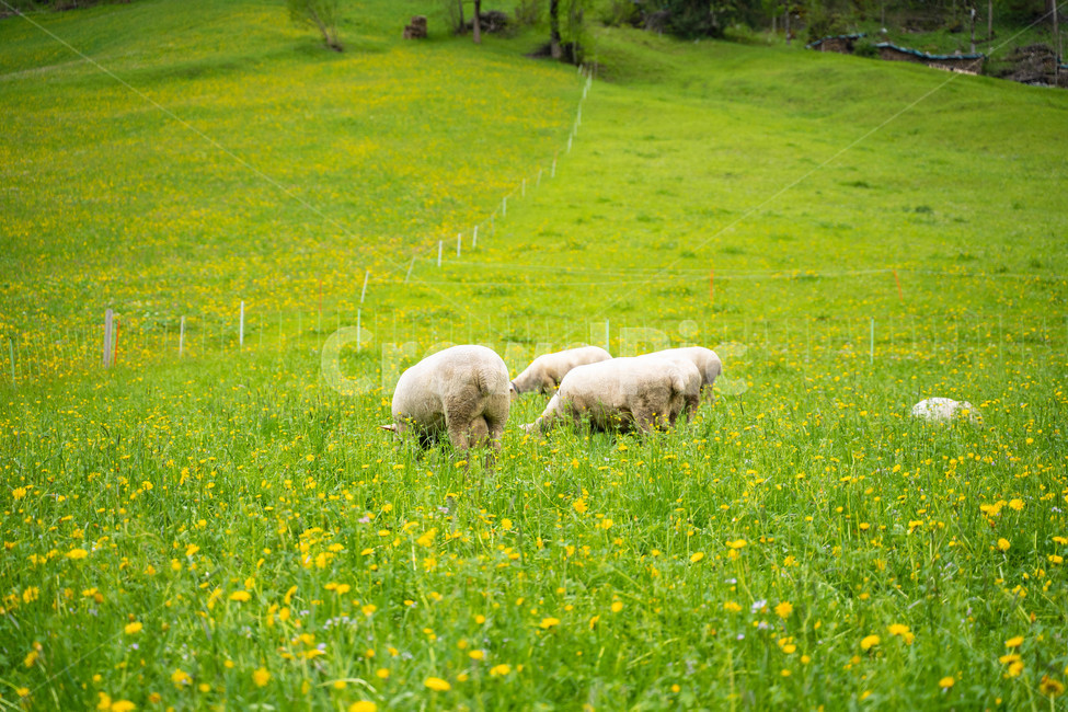 라우너트부넨,lauterbrunnen,스위스,양,초원,자연,녹샌,목초지,동물,animal,field,들