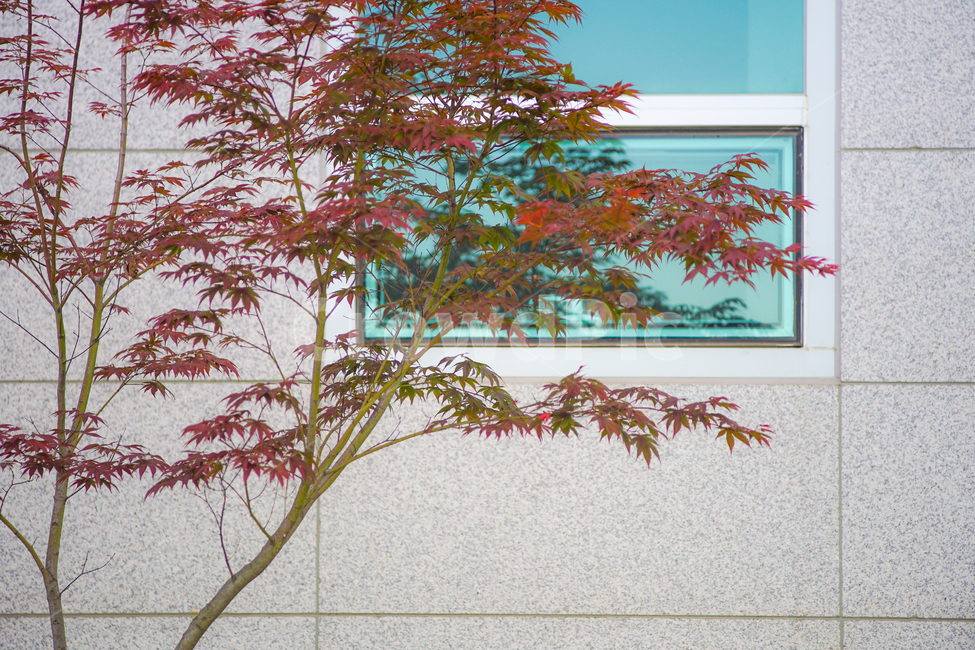 단풍,나무,창문,유리,벽,가을,계절,fall,autumn,season,식물,자연,plants,nature,나무,trees,wood,tree,plant,maple,leaf,잎