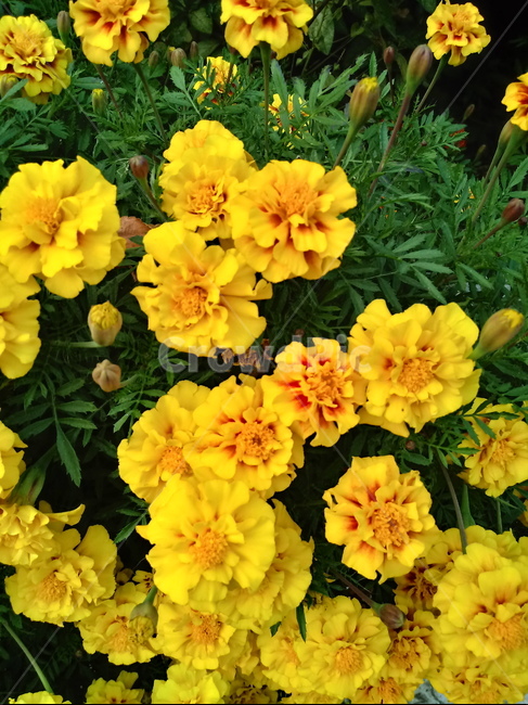 plant,flower,식물,꽃,blossom,금잔화,메리골드,식물,자연,plants,nature,꽃,flower