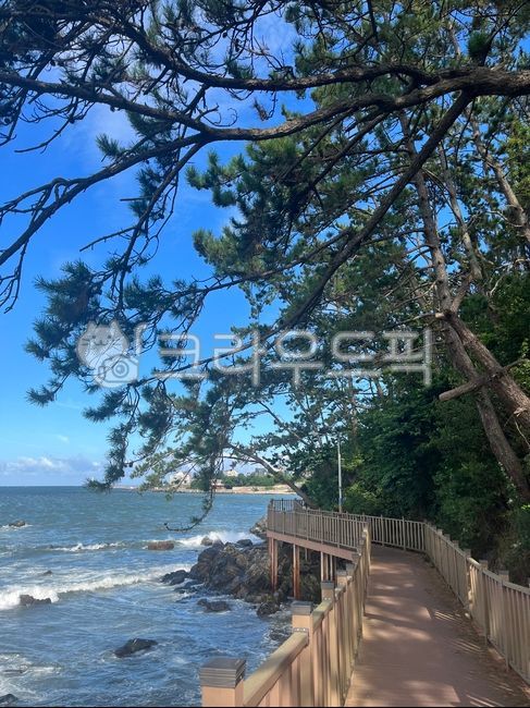 Busan sea,nature,tree,trees,sea,wooden bridge,outdoors,road,Gijang sea,Coastal,bridge,boardwalk