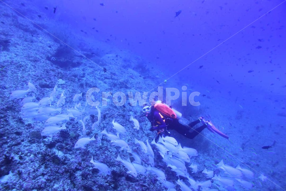 스쿠버다이빙,몰디브,리브어보드,diving,휴가,사람,인물,인간,human,person,여행,휴가,traveling,vacation,trip,스포츠,레저,운동,sports,leisure,exercise