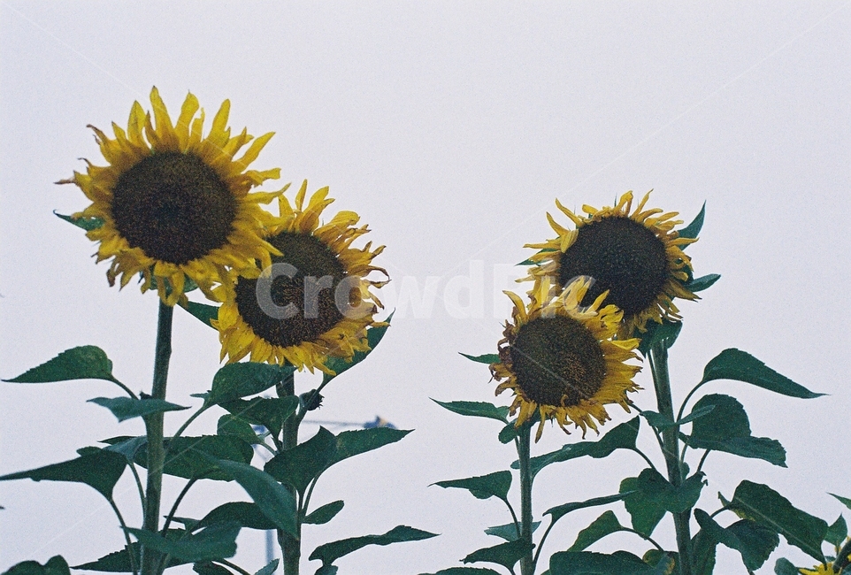 해바라기,식물,꽃,풍경,flower,sunflower,plants,식물,자연,plants,nature,꽃,flower