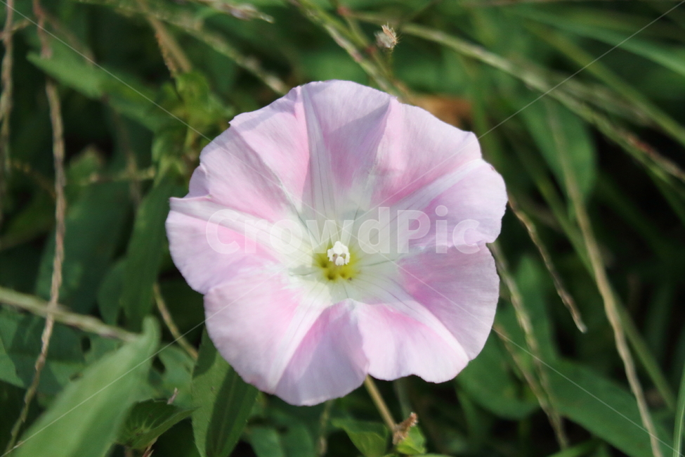 나팔꽃,꽃,식물,야생화,morningglory,식물,자연,plants,nature,꽃,flower
