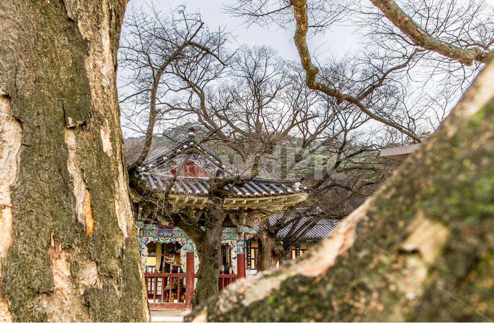 고목,종각,전통,사찰,기와,문화유산,한국전통,한국문화,korean traditional,korean culture,종교,신앙,religion,belief,faith