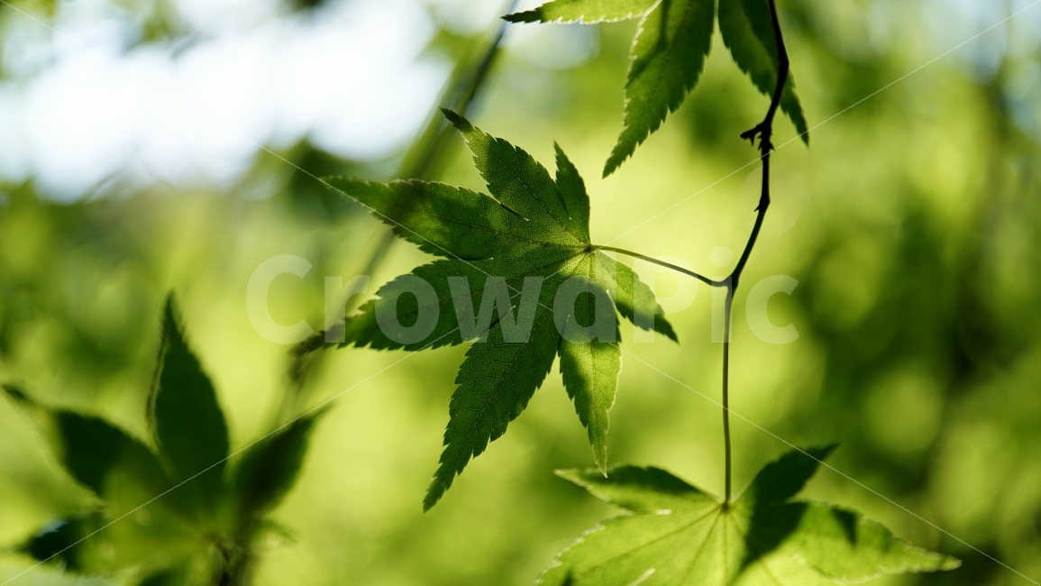 여름,식물,자연,단풍잎,nature,summer,숲,나무,꽃사진,plants,풍경,landscape,한국자연,snap,스냅,클로즈업,closeup,여름,계절,summer,season,휴식,힐링,rest,relaxation,healing,식물,자연,plants,nature,leaf,잎,plant
