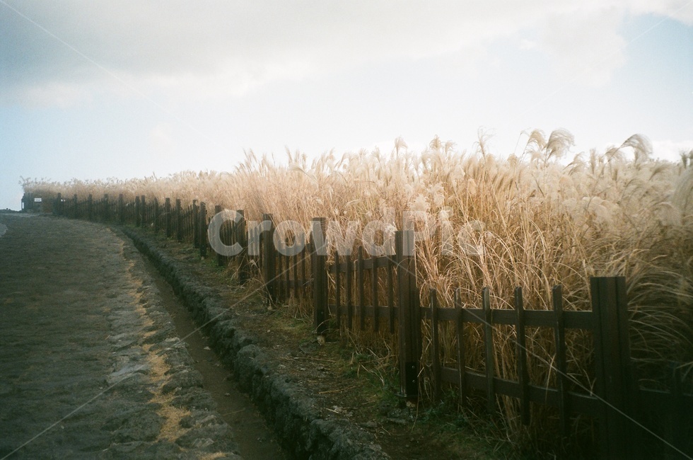 제주오름,산굼부리,억새,들판,산책로,황금빛,하늘,필름사진,가을,계절,fall,autumn,season,자연,풍경,nature,landscape,감성,sensible,feeling