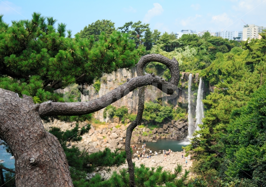 소나무,정방폭포,제주,제주도,제주여행,폭포,여행,여행지,관광,관광지,명승지,유명한,자연,풍경,waterfall,Jeju,여름,나무,녹색,절벽,관광명소,물,물줄기,시원한,경치,폭포수,초록색,연못,기이한,지팡이,나뭇가지,자연,풍경,nature,landscape,한국자연풍경,한국자연경관,korea nature landscape,제주도,jeju,jeju island,식물,plants,나무,trees,wood,tree,plant,tree trunk,나무 줄기