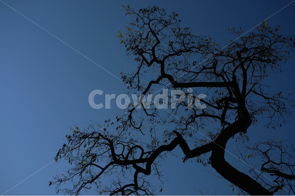나무,하늘,역광,풍경,파랑,식물,자연,plants,nature,나무,trees,wood,실루엣,그림자,silhouette,shadow