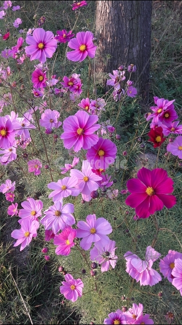 가을,코스모스,꽃,식물,분홍,가을,계절,fall,autumn,season,식물,자연,plants,nature,꽃,flower,plant,geranium,제라늄,blossom,petal,꽃잎