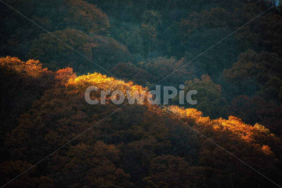 단풍,가을,autumn,fall,계절,가을,계절,fall,autumn,season,nature,자연,tree,나무,plant,식물,outdoors,옥외,weather,날씨