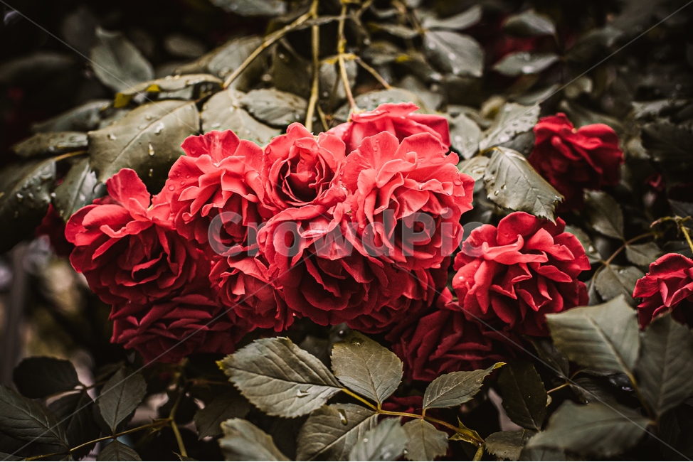 장미,빨강장미,rose,장미꽃,여름,꽃,감성,느낌